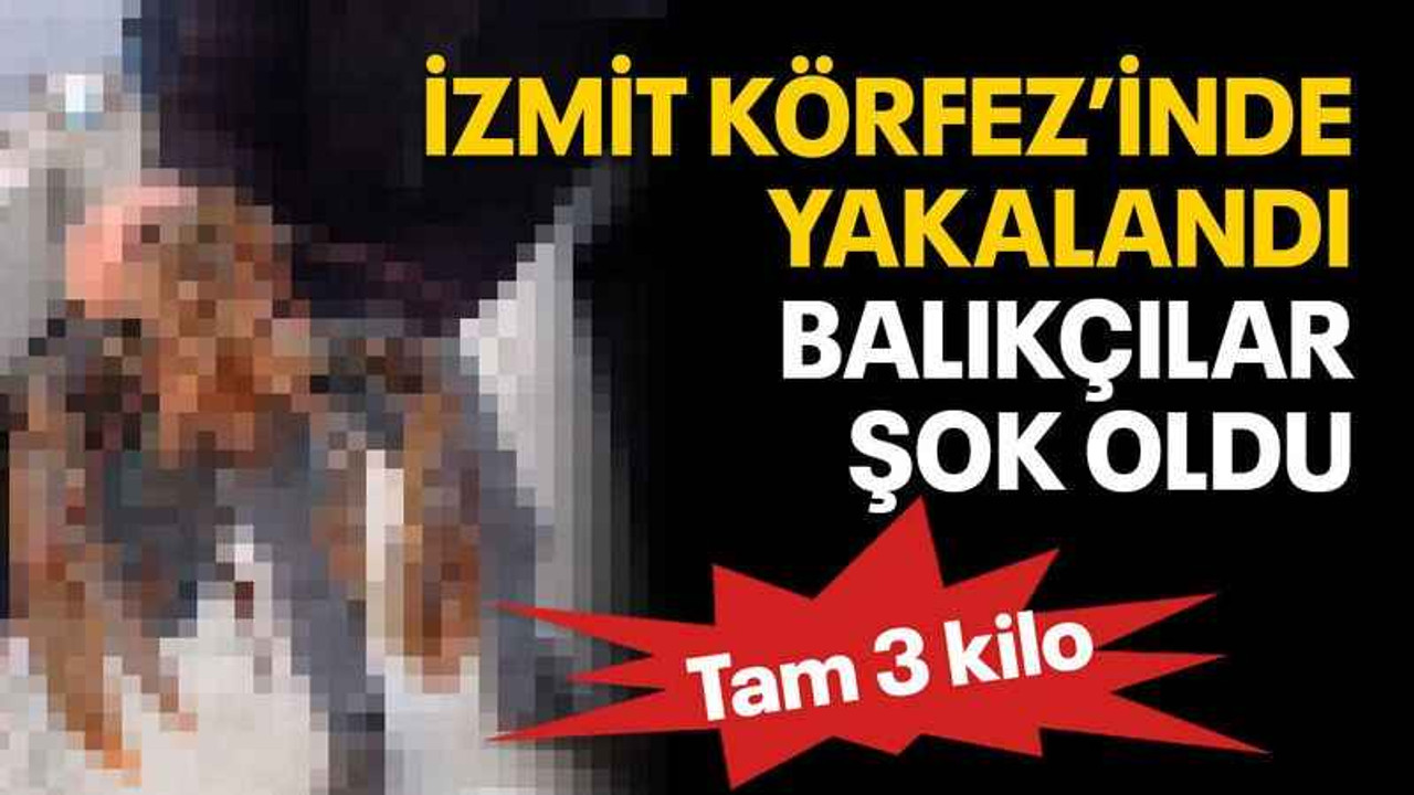 İzmit Körfez’inde yakalandı balıkçılar şok oldu